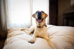 The Limelight is a pet friendly hotel 